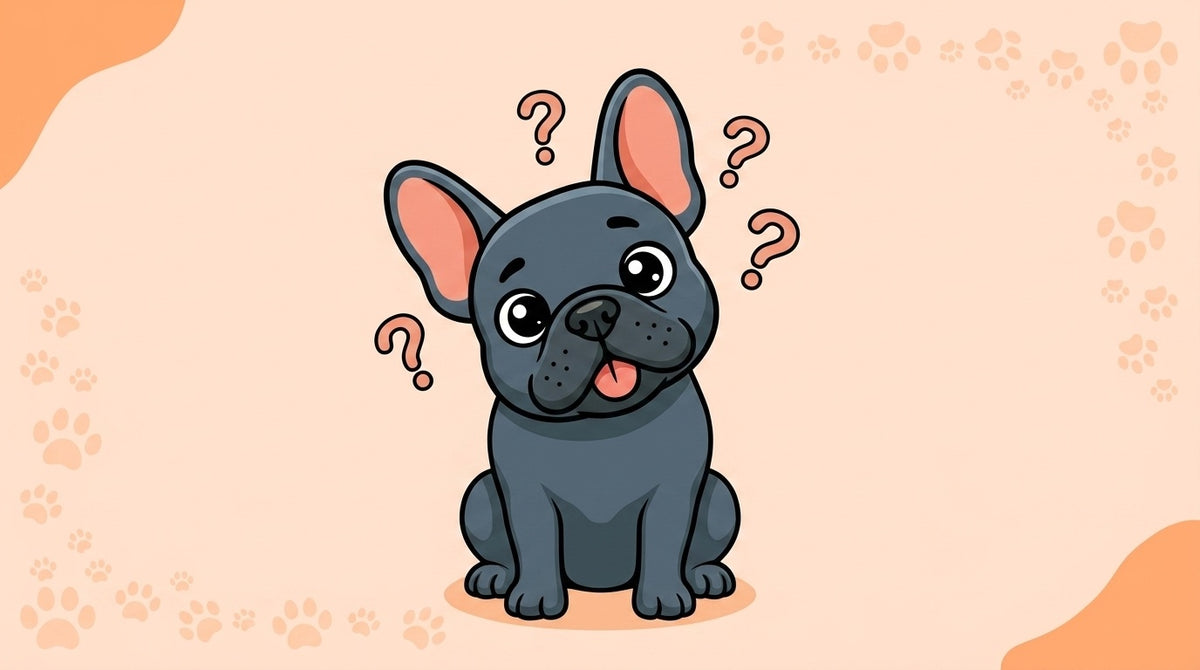 Illustration blog Draw My Pets - bouledogue français erreur