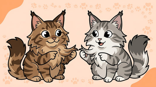 Illustration blog Draw My Pets - différence maine coon norvégien